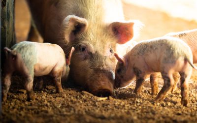 Castration des porcs : de nouvelles précisions réglementaires
