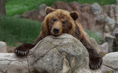 Eleveurs : comment vous protéger des ours bruns ?
