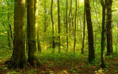 Entreprises de production de semences forestières : êtes-vous éligibles à la nouvelle subvention ?