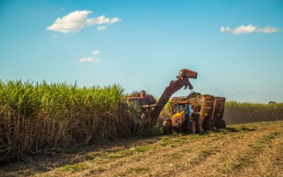 Planteurs de canne à sucre : une aide financière pour faire face aux surcoûts