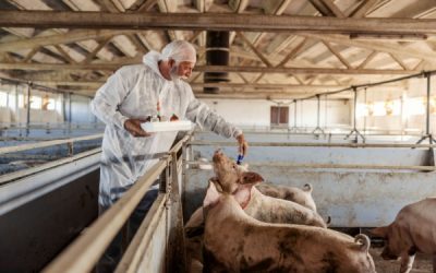 Tuberculose dans les élevages : évolution des mesures de contrôle