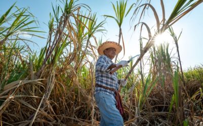Canne à sucre : quelle enveloppe d’aides pour les récoltes 2025 ?